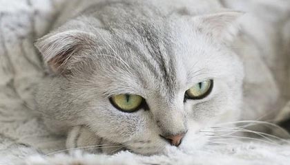 开云中国大陆-中国女篮强调团队协作 增强比赛掌控力，中国女篮很强