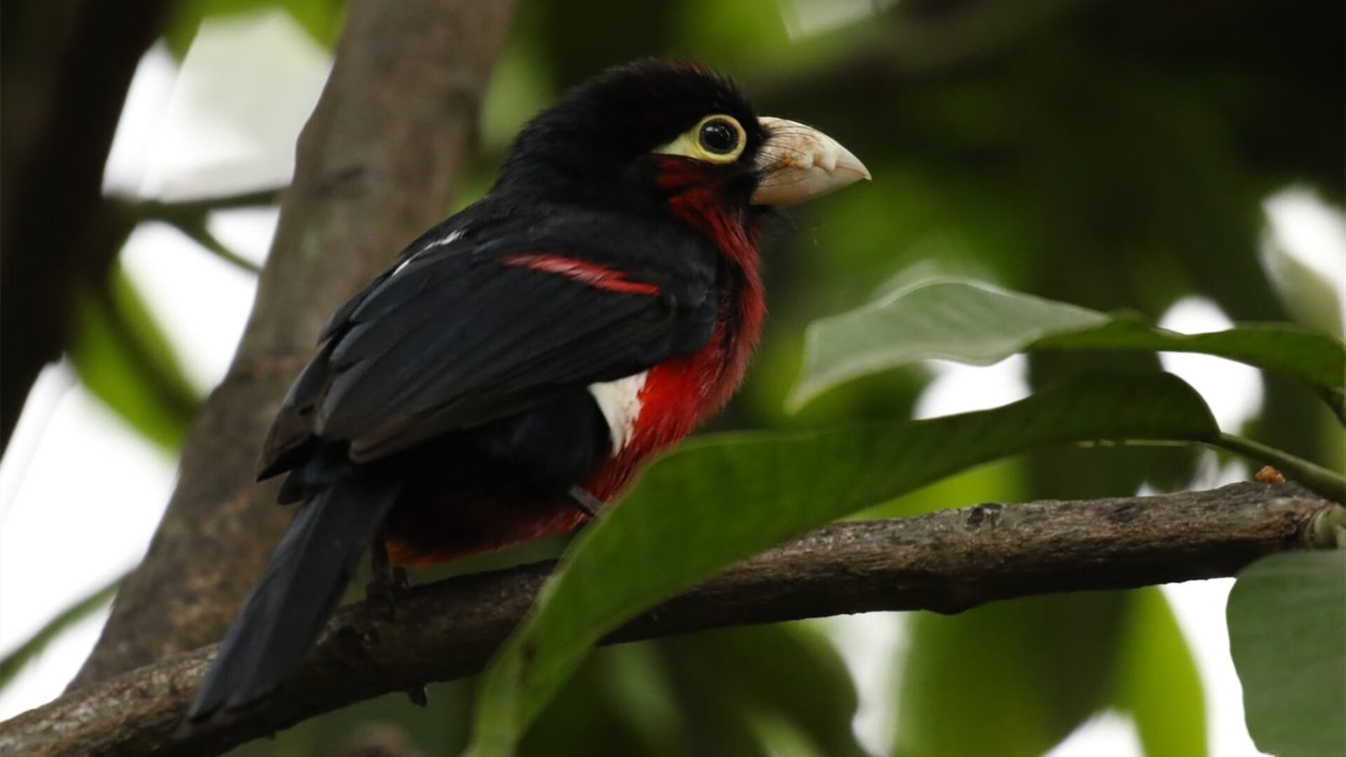 开云·体育官网APP下载-中场核心发挥关键作用，助力球队攻防平衡，中场球员技巧