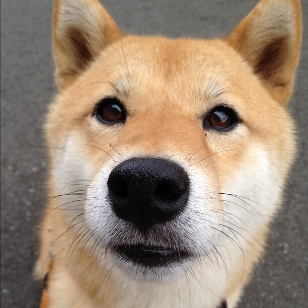 开云官网APP下载-羽毛球全国锦标赛男单决赛上演强强对话，全国羽毛球冠军赛男单冠军