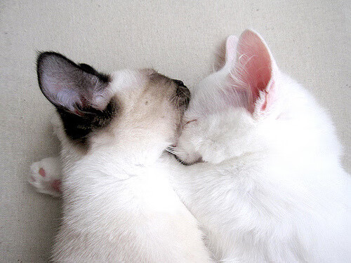 开云体育中国官网-高节奏球队是否更容易在第四节失速，球场节奏大师